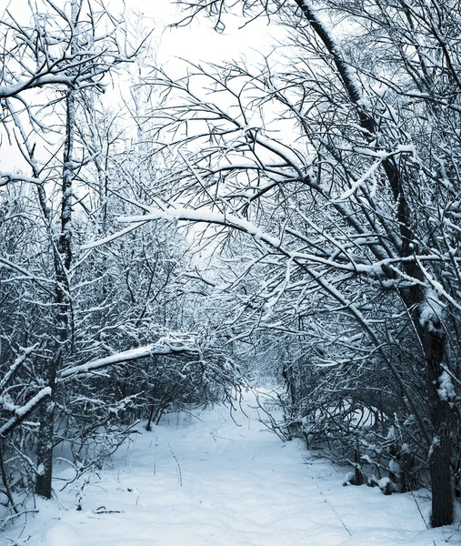 Snow-covered path in winter forest — Stock Photo, Image