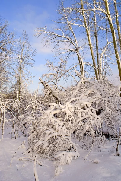 Śnieg rzeki w lesie — Zdjęcie stockowe