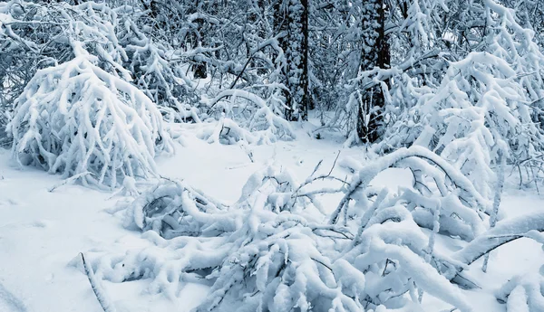 Sníh v zimním lese. — Stock fotografie