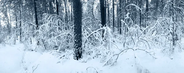 Snö panorama i vinter skog — Stockfoto