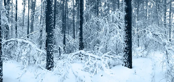 Sněhu stromy v zimě lese — Stock fotografie