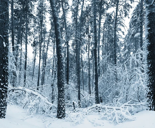 Winter forest. Tinted picture — Stock Photo, Image