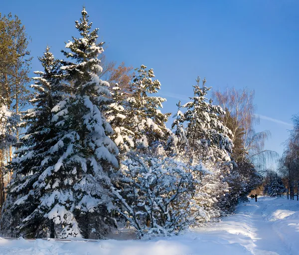 Winter im Park — Stockfoto