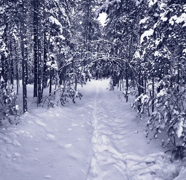 Snow path in winter forest
