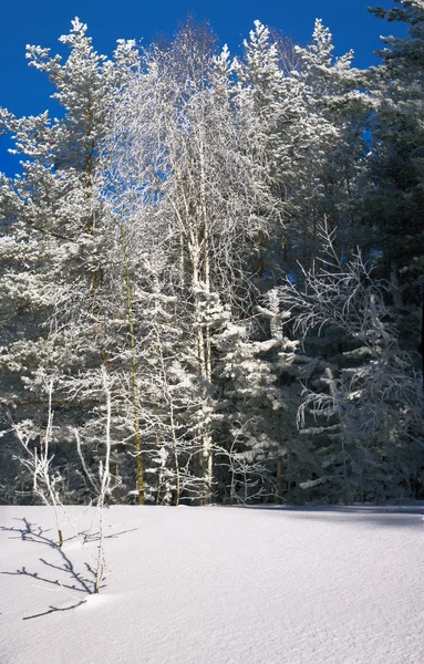 흰 나무 — 스톡 사진