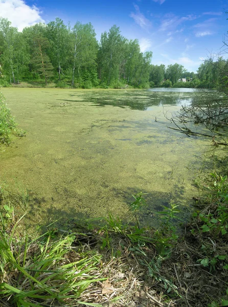 Pond with duckweed — Stock Photo, Image