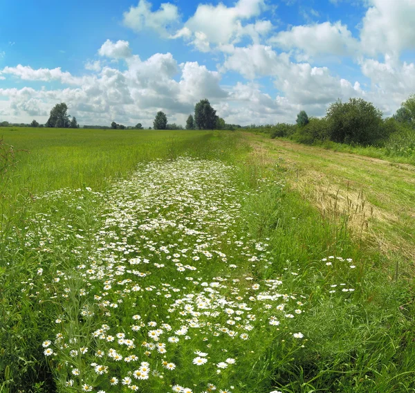 stock image Summer landscape with camomiles