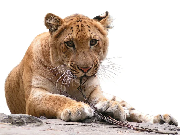 stock image Look of tiger