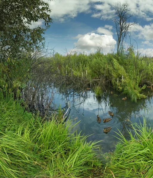 Teich mit Enten — Stockfoto