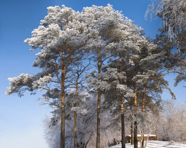 Çam ağaçları altında hoar frost — Stok fotoğraf