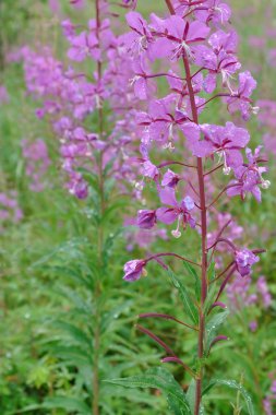 fireweed yakın çekim