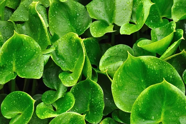 stock image Water lily leafs in rain