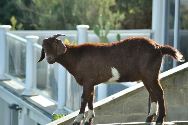 Balkon, keçi — Stok fotoğraf