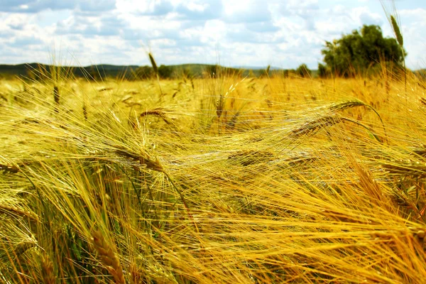 Barley field in summer — Stock Photo, Image