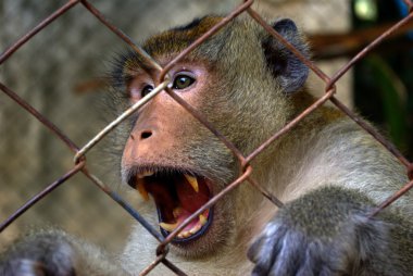 Macaque clipart