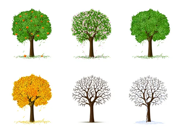 Season trees — Stock Vector