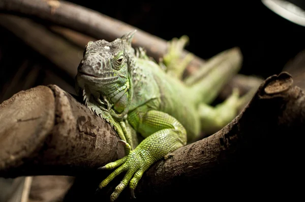 stock image Iguana on a branch I.