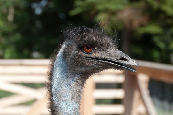 Mano de avestruz — Foto de Stock