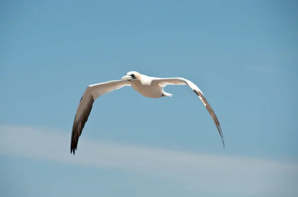 Flying northern gannet Stock Image