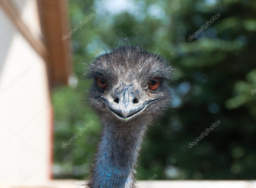 Head of an ostrich