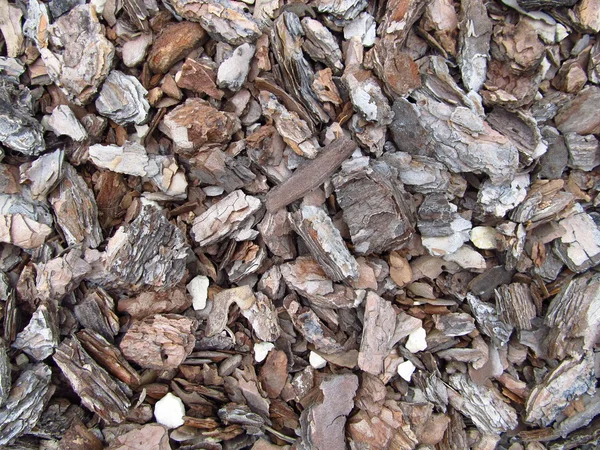 Pieces of bark — Stock Photo, Image