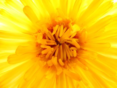 Point core of yellow flower clipart