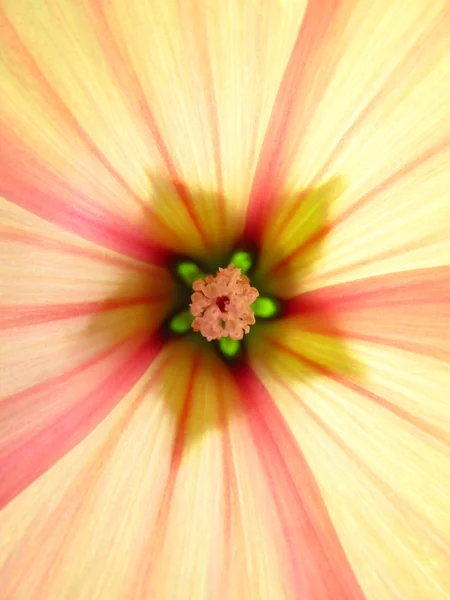 Point core of thge bell flower — Stock Photo, Image