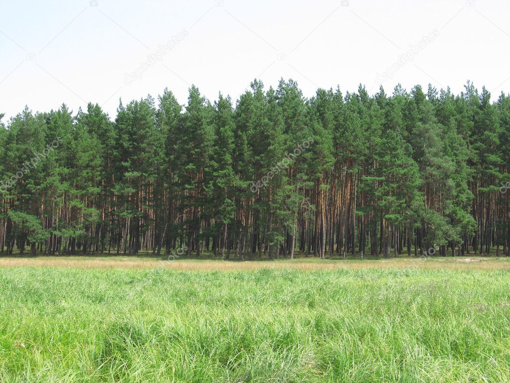 Landscape of forest