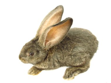 Grey rabbit clipart