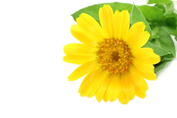 stock image Yellow flower close-up