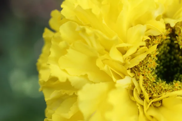 stock image Yellow flower close-up