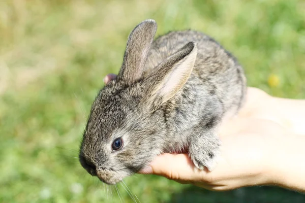 Кролик в руках — стоковое фото