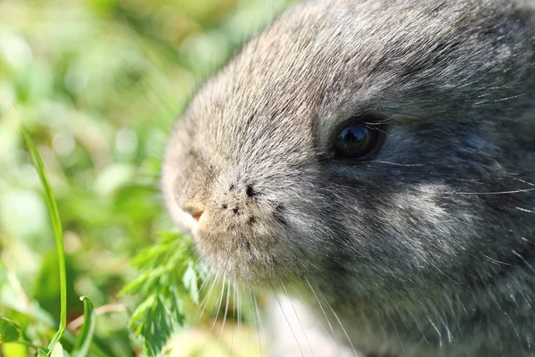 ぼかしのウサギ — ストック写真