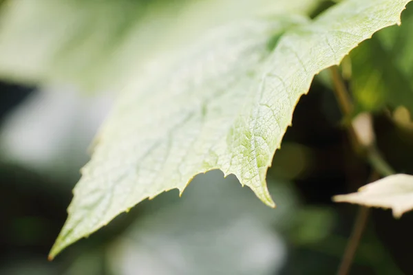 stock image Green leaf with blur