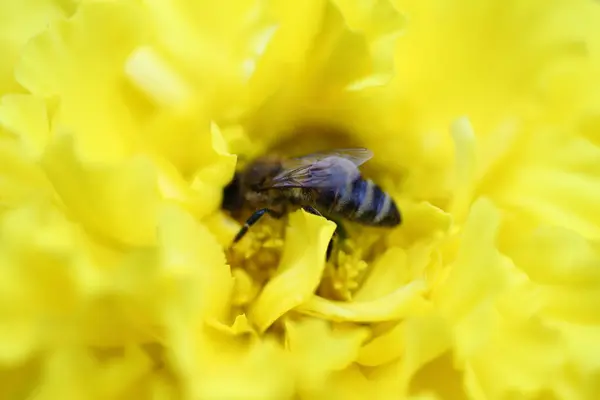 stock image Bee on the yellow blur flower