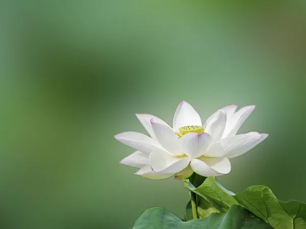 Lótus de flor — Fotografia de Stock