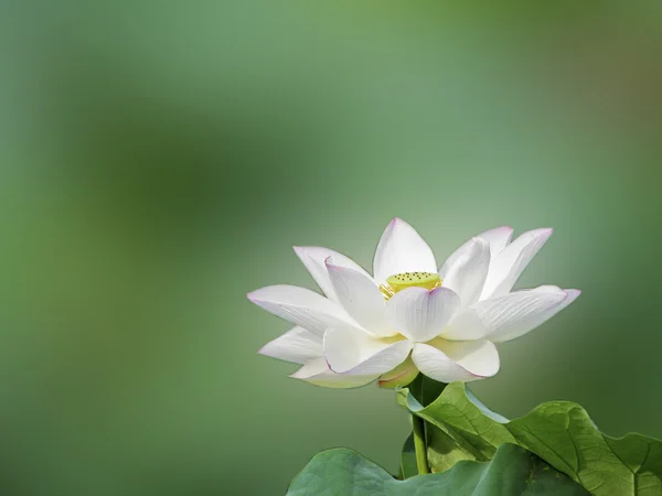 Virágzó lotus Stock Fotó