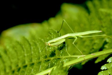 Praying mantis clipart