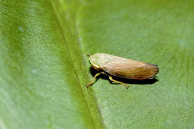 Leafhopper