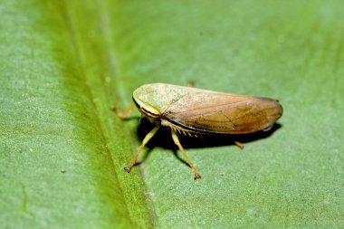 Leafhopper