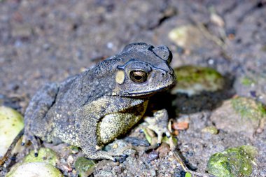 Duttaphrynus melanostictus