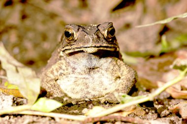 Duttaphrynus melanostictus