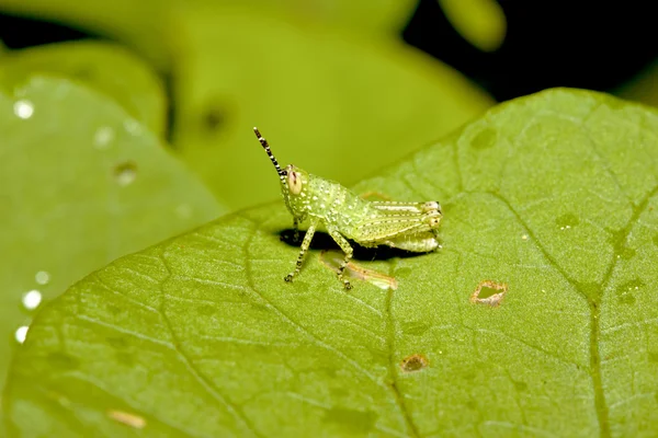 Locust nymphae — Stok fotoğraf