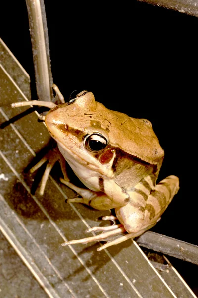 A frog — Stock Photo, Image