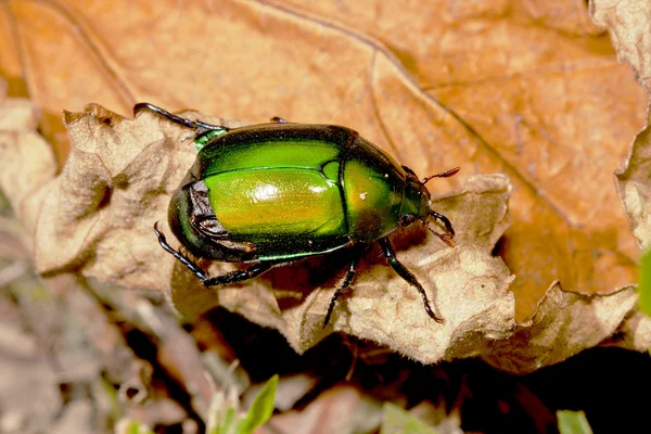 Ein Käfer im Sommer — Stockfoto