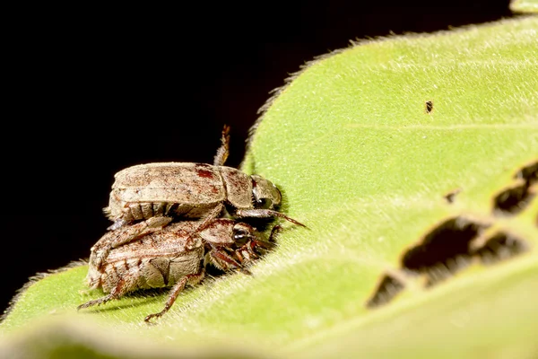 Dois insetos — Fotografia de Stock