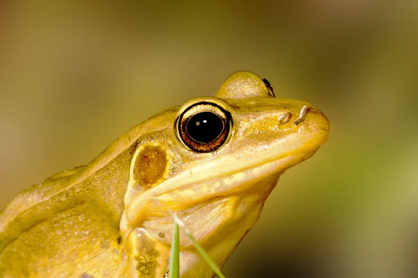 Ein Frosch — Stockfoto