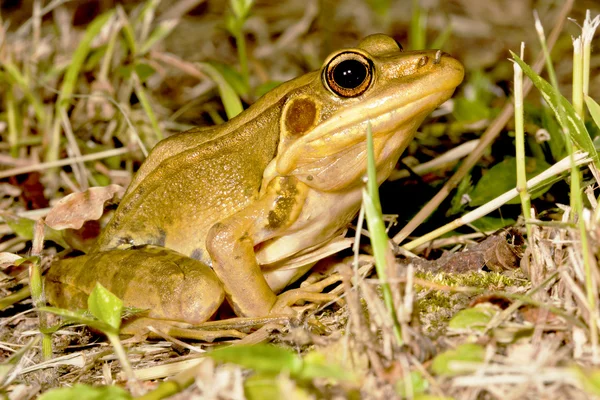 A frog — Stock Photo, Image