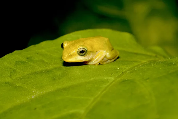 Taipei Green Tree Frog — Stock Photo, Image