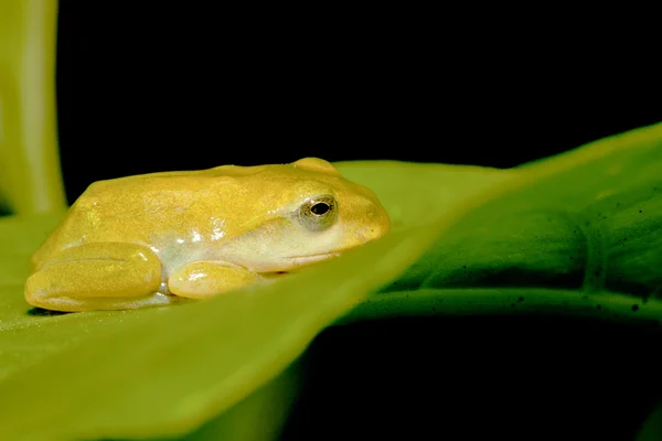 Taipei Green Tree Frog — Stock Photo, Image